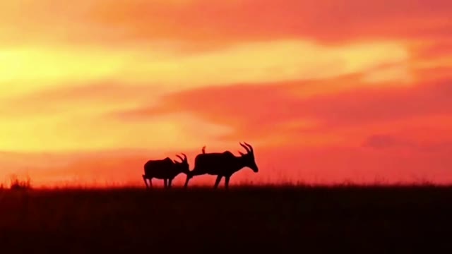 Antelopes