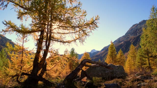 Autumn larches