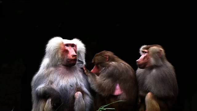 Baboons