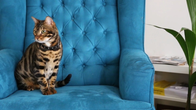 Bengal cat