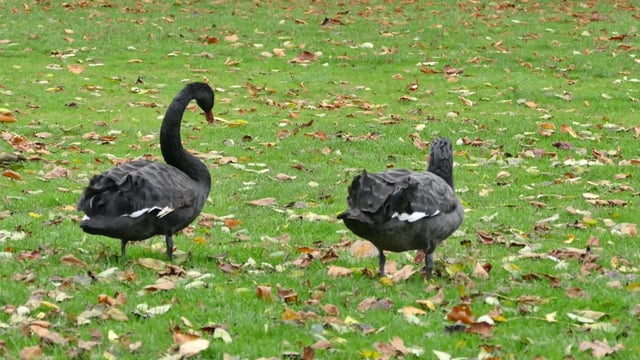 Black swans