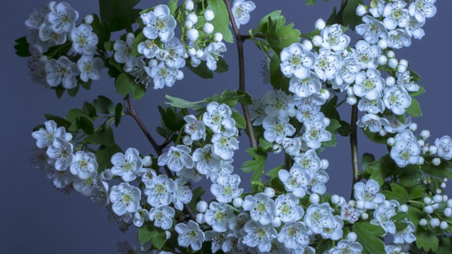 Blossom opening