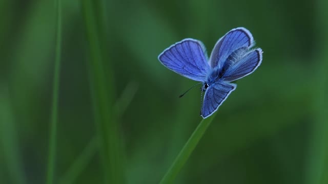 Blue butterfly