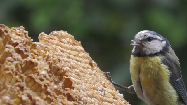 Blue tit