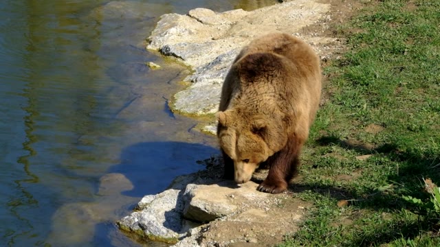 Brown bear