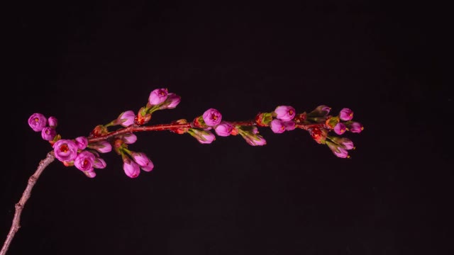 Cherry blossom boughs
