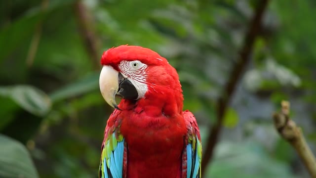Colourful parrot