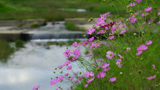 Cosmos beside a brook