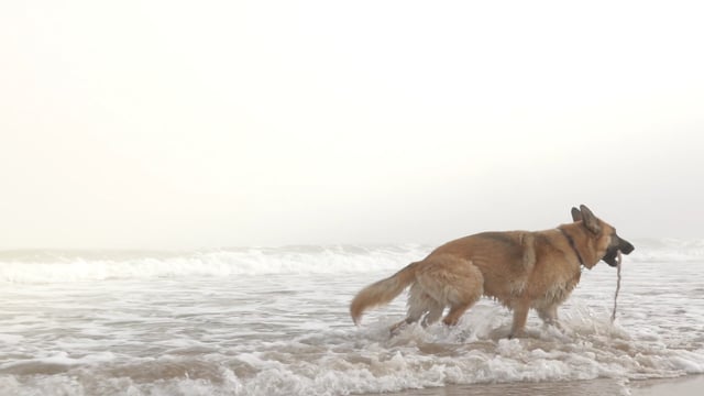 Dog by the sea