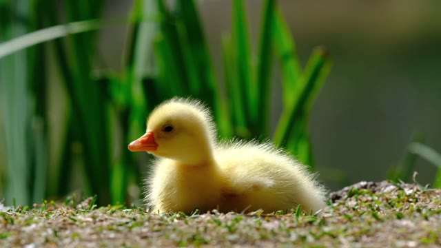 Ducklings