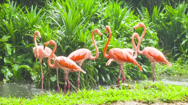 Flamingos