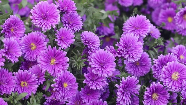 Purple flowers