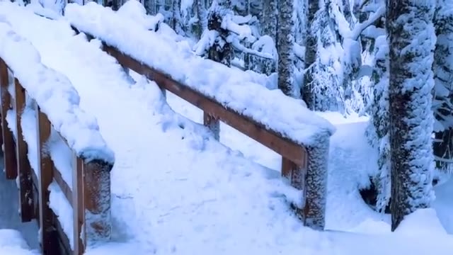 Frosty forest