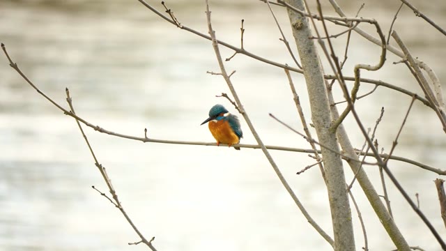 Kingfisher