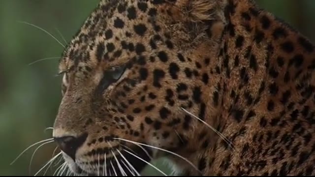 Leopard