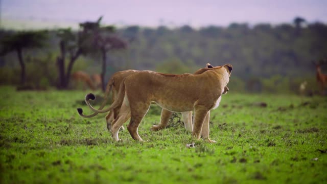 Lioness