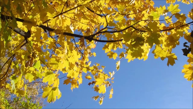 Maple leaves