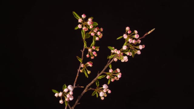 Pear blossom