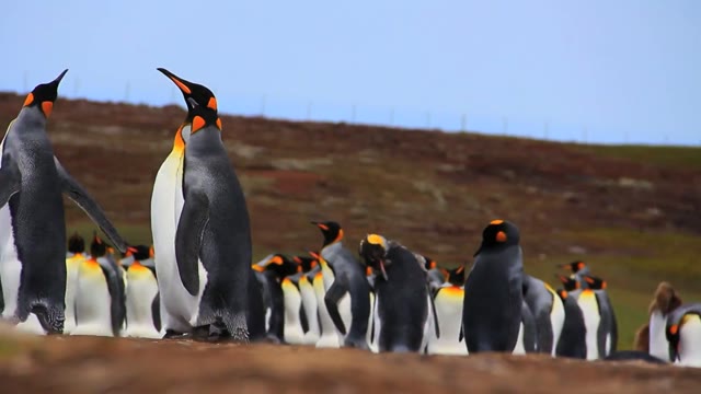 Penguins