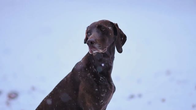 Pointer dog
