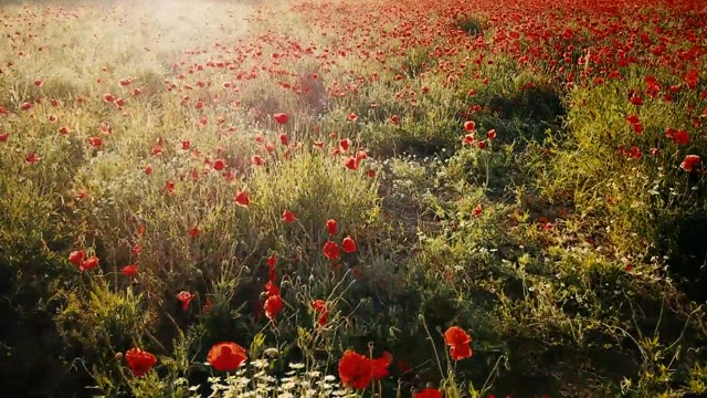 Poppy field