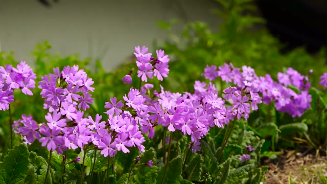 Primrose flowers