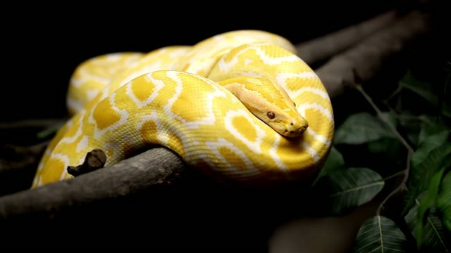 Resting python