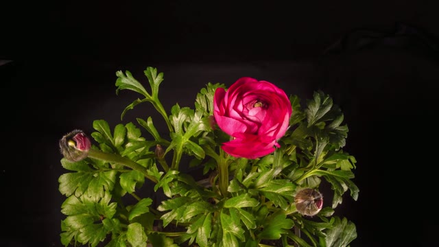 Ranunculus flowers