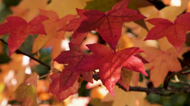 Red autumn leaf