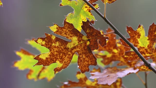 Red maple bough