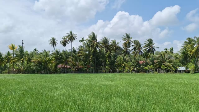 Coconut rice fields