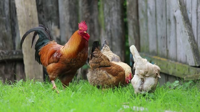 Rooster
