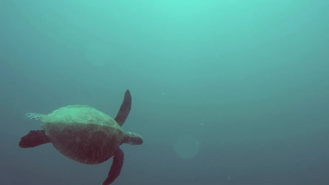 Sea turtle