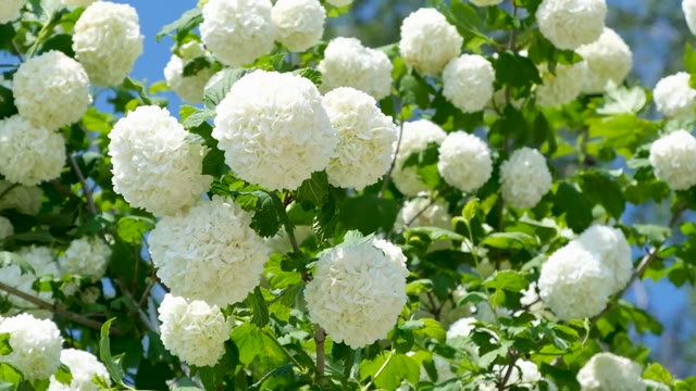 Snowball flowers