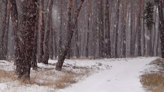 Snow scene