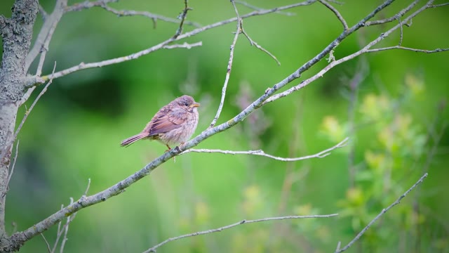 Song sparrow