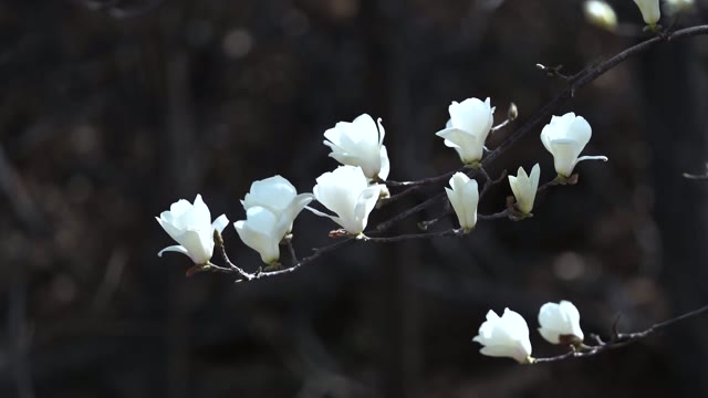 Spring magnolia