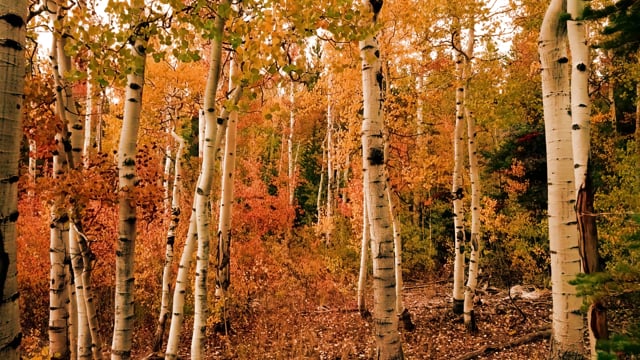 Trees 2