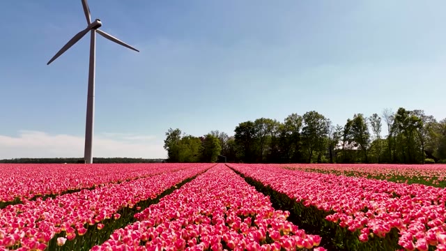 Tulip fields