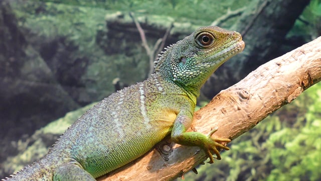 Water dragon