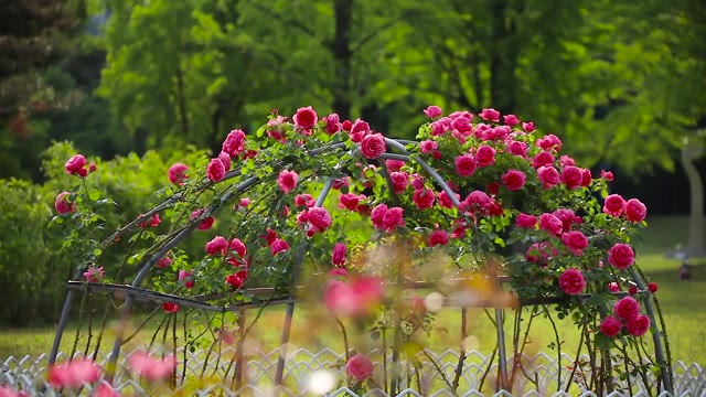 Wild roses